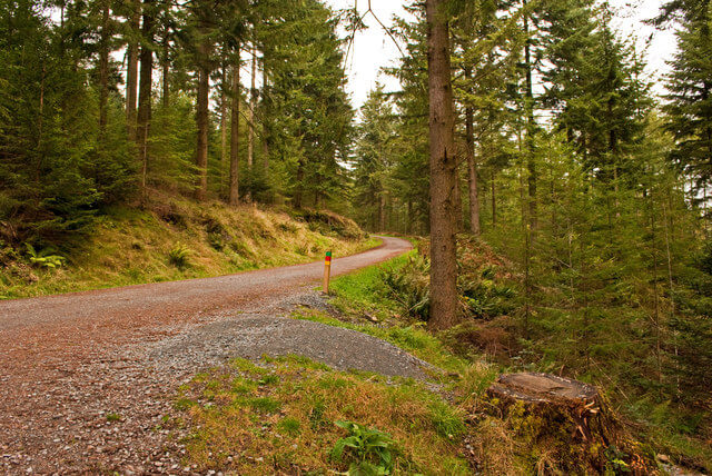 Grizedale Forest Cycling Trail