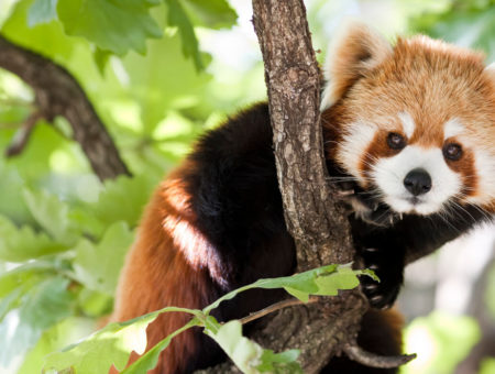 Photograph of a red panda sitting in a tree