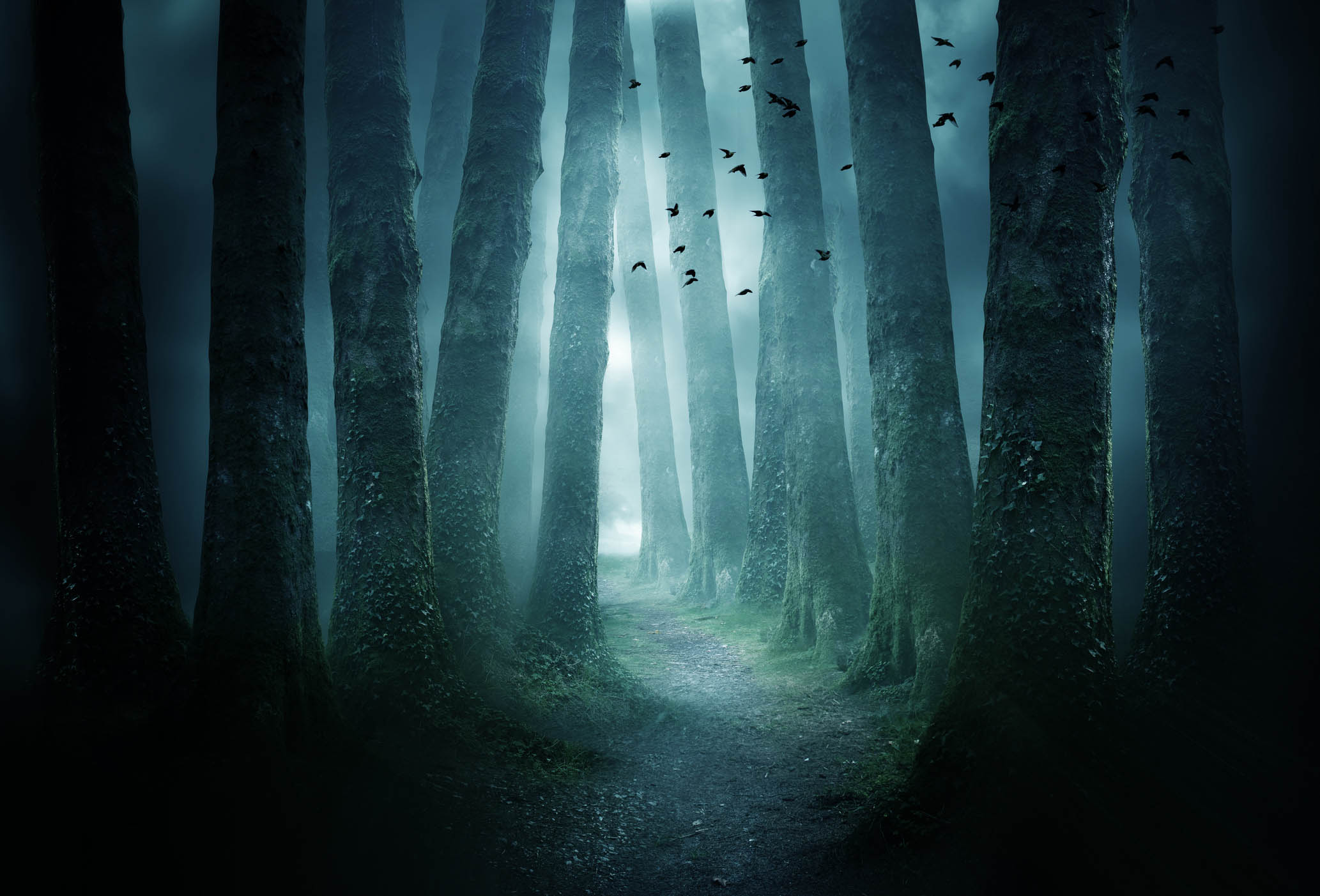 A pathway between trees leading into a dark and misty forest. Photo Composite.