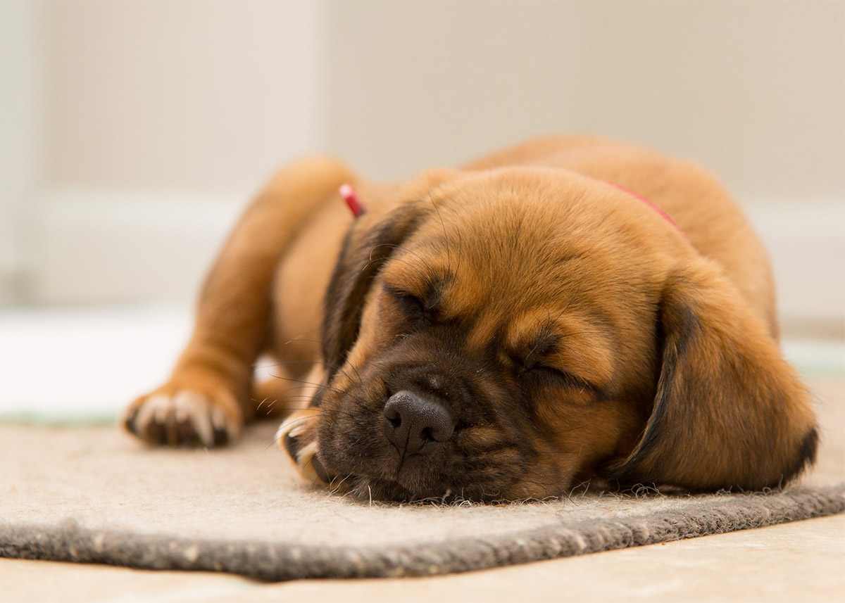Small brown puppy asleep on a doormat inside a house