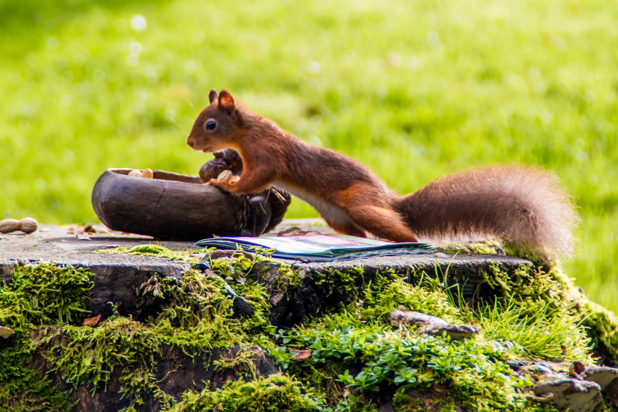 Red squirrel in the wild at Allan Bank, Grasmere