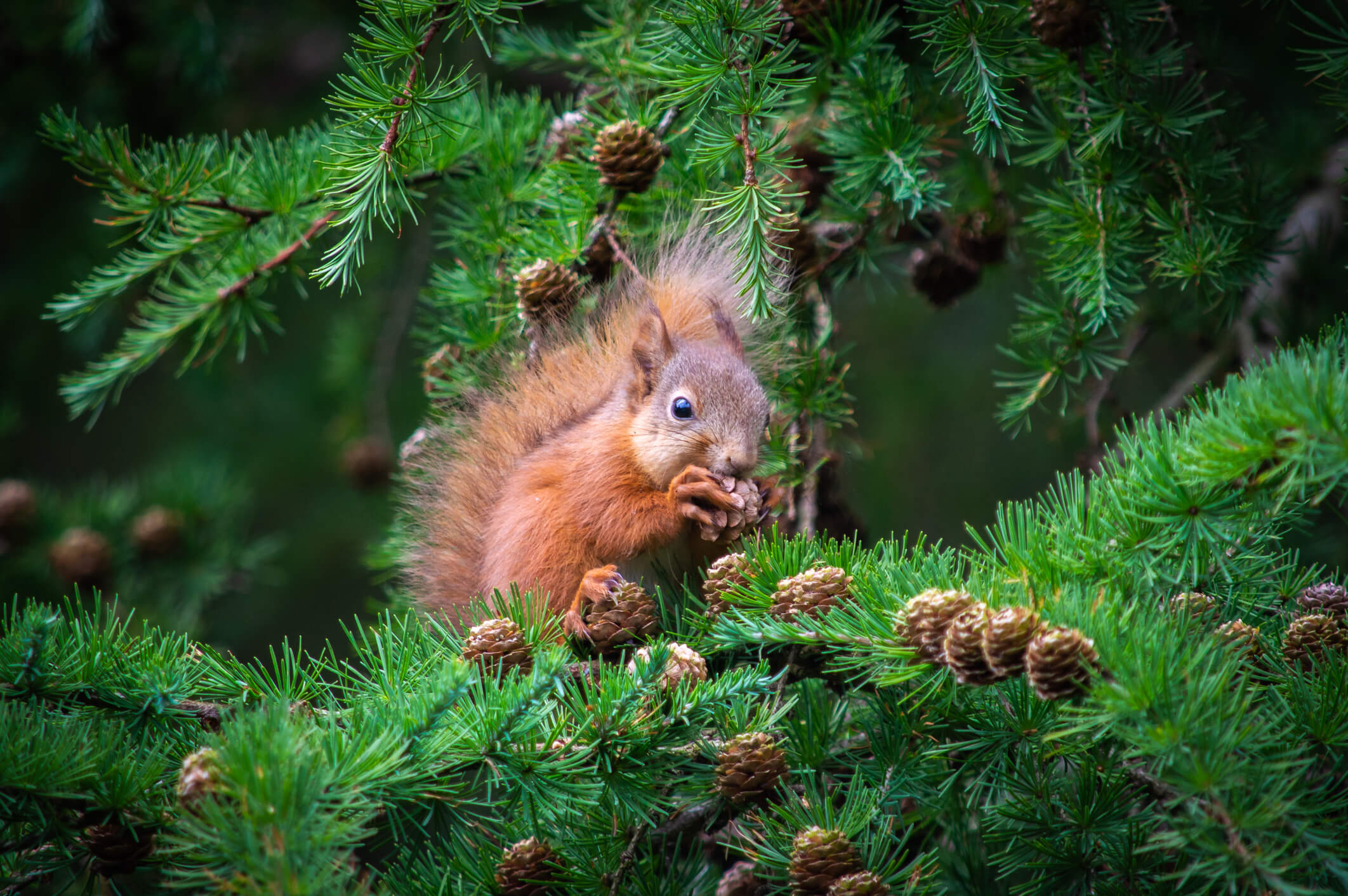 Red squirrel feeding from pine cones